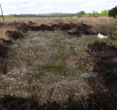 Scheidiges-Wollgras(Eriophorum-vaginatum)-L.-Klasing