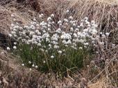 Scheidiges-Wollgras (Eriophorum-vaginatum)-L.-Klasing