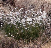 Scheidiges-Wollgras (Eriophorum-vaginatum)-L.-Klasing