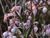 Rosmarinheide (Andromeda-polifolia)-L.-Klasing