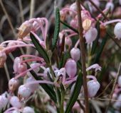 Rosmarinheide (Andromeda-polifolia)-L.-Klasing