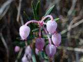 Rosmarinheide-Andromeda-polifolia)-L.-Klasing