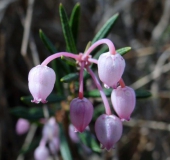 Rosmarinheide-Andromeda-polifolia)-L.-Klasing