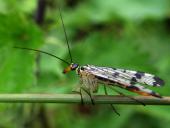 001-Gemeine-Skorpionsfliege-Panorpa-communis-Weibchen-L.-Klasing-