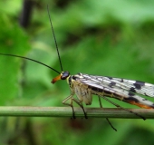 001-Gemeine-Skorpionsfliege-Panorpa-communis-Weibchen-L.-Klasing-