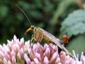 002-Gemeine-Skorpionsfliege-Panorpa-communis-Männchen-L.-Klasing-