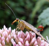 002-Gemeine-Skorpionsfliege-Panorpa-communis-Männchen-L.-Klasing-