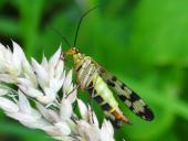 003-Gemeine-Skorpionsfliege-Weibchen-Panorpa-communis-L.-Klasing-