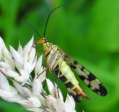 003-Gemeine-Skorpionsfliege-Weibchen-Panorpa-communis-L.-Klasing-