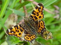 Landkaertchen-Fruehjahrgeneration (Araschnia-levana) L. Klasing