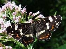 Landkaertchen-Sommergeneration (Araschnia-levana) L. Klasing