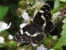 Landkaertchen-Sommergeneration (Araschnia-levana) L. Klasing