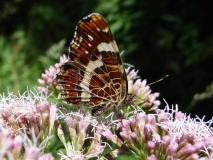 Landkaertchen-Sommergeneration (Araschnia-levana) L. Klasing