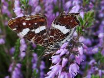 Landkaertchen-Sommergeneration (Araschnia-levana) L. Klasing