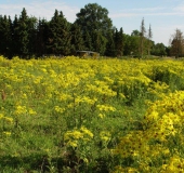 001-Jakobs-Kreuzkraut-Senecio-jacobaea-L.-Klasing-