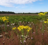 002-Jakobs-Kreuzkraut-Senecio-jacobaea-L.-Klasing-