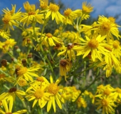 004-Jakobs-Kreuzkraut-Senecio-jacobaea-L.-Klasing-