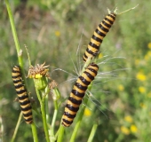 006-Jakobs-Kreuzkraut-Senecio-jacobaea-Raupe-Jacobskrautbär-Tyria-jcobaea-L.-Klasing-