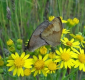 008-Jakobs-Kreuzkraut-Senecio-jacobaea-Großes-Ochsenauge-Maniola-jurtina-L.-Klasing