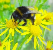 009-Jakobs-Kreuzkraut-Senecio-jacobaea-Dunkle-Erdhummel-Bombus-terrestris-L.-Klasing-