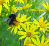 010-Jakobs-Kreuzkraut-Senecio-jacobaea-Steinhummel-Bombus-lapidarius-L.-Klasing-