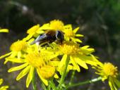 012-Jakobskreuzkraut-Senecio-jacobaea-Narzissenschwebfliege-Merodon-equestris-L.-Klasing-