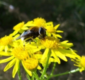 012-Jakobskreuzkraut-Senecio-jacobaea-Narzissenschwebfliege-Merodon-equestris-L.-Klasing-