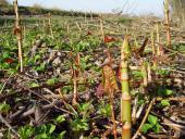 001-Venn-Turmweg-Japan-Knöterich-Fallopia-japonica-07.04.2010-L.-Klasing