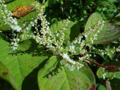 002Venn-Japanischer-Staudenknöterich-Fallopia-japonica-01.09.2014.-L.-Klasing