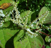 002Venn-Japanischer-Staudenknöterich-Fallopia-japonica-01.09.2014.-L.-Klasing