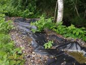 003-Venn-Turmweg-Japan-Knöterich-Fallopia-japonica-26.06.2016-L.-Klasing