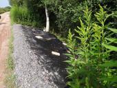 004-Venn-Japan-Knöterich-Fallopia-japonica-Teichfolie-am-Turmweg-15.07.2017-L.-Klasing