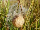 Sept. - Okt. -Wespenspinne-Argiope-bruennich-L. Klasing-