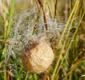 Sept. - Okt. -Wespenspinne-Argiope-bruennich-L. Klasing-