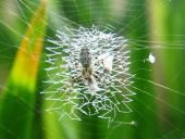 Junge-Wespenspinne-Argiope-bruennich-Mai-L. Klasing-