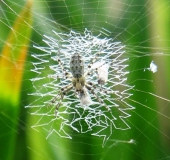 Junge-Wespenspinne-Argiope-bruennich-Mai-L. Klasing-