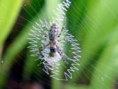 Mai-Juni-Junge-Wespenspinne-Argiope-bruennich-L  Klasing-