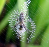 Mai-Juni-Junge-Wespenspinne-Argiope-bruennich-L  Klasing-