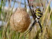 Wespenspinne-Argiope-bruennich-Okt.-L. Klasing-