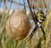 Wespenspinne-Argiope-bruennich-Okt.-L. Klasing-