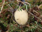 Kokon im Okt. der Marmorierten Kreuzspinne (Araneus marmoreus) u. der Vierfleck-Kreuzspinne ( Araneus quadratus)-L. Klasing