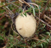 Kokon im Okt. der Marmorierten Kreuzspinne (Araneus marmoreus) u. der Vierfleck-Kreuzspinne ( Araneus quadratus)-L. Klasing