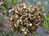 Mai-Juni Jungspinnen der Marmorierten Kreuzspinne (Araneus marmoreus) u. der Vierfleck-Kreuzspinne (Araneus quadratus)-L. Klasing