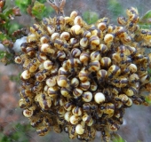 Mai-Juni Jungspinnen der Marmorierten Kreuzspinne (Araneus marmoreus) u. der Vierfleck-Kreuzspinne (Araneus quadratus)-L. Klasing