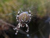 Vierfleck-Kreuzspinne (Araneus quadratus)-L. Klasing