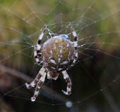 Vierfleck-Kreuzspinne (Araneus quadratus)-L. Klasing