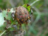 Marmorierten Kreuzspinne (Araneus marmoreus)-L. Klasing-