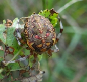 Marmorierten Kreuzspinne (Araneus marmoreus)-L. Klasing-