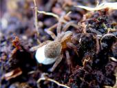 Wolfspinne (Pardosa-lugubris) nimmt ihren Kokon immer mit und betreibt später Brutpflege-L. Klasing