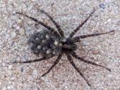 Wolfspinne (Pardosa-lugubris) betreibt Brutpflege-L. Klasing-